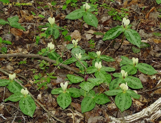 {Trillium discolor}